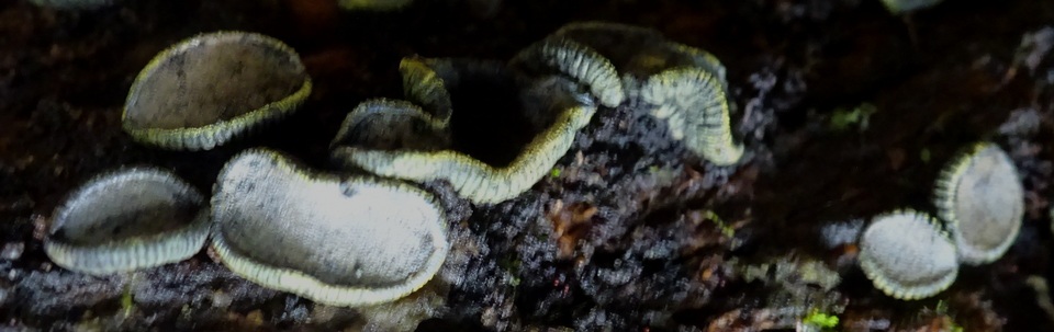 Rhytidhysteron columbiense image