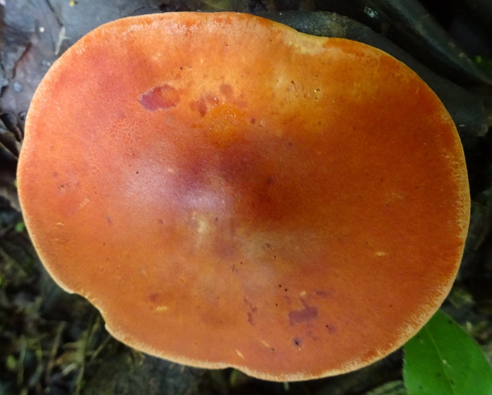 Leucopaxillus gracillimus image