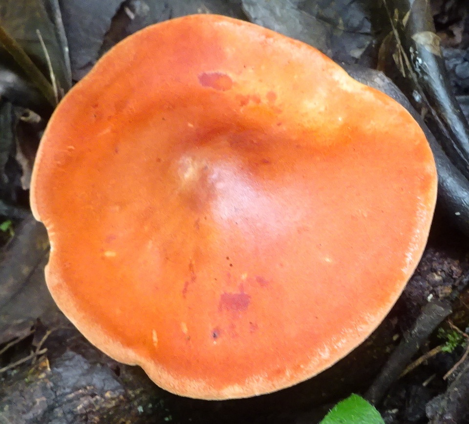 Leucopaxillus gracillimus image