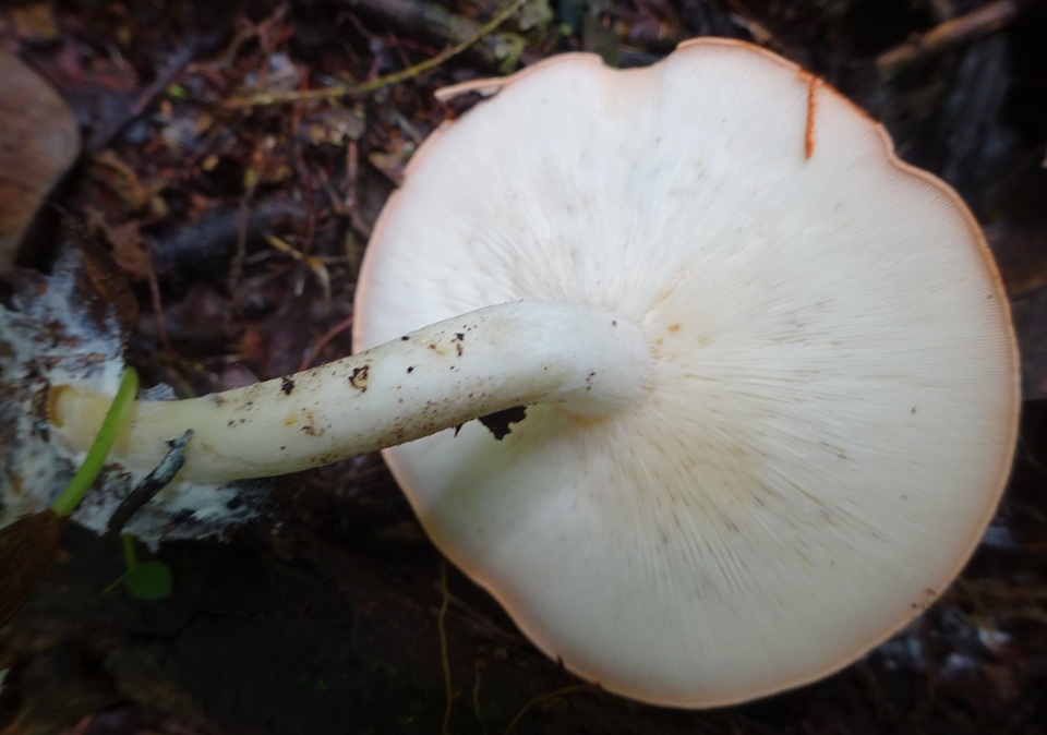 Leucopaxillus gracillimus image