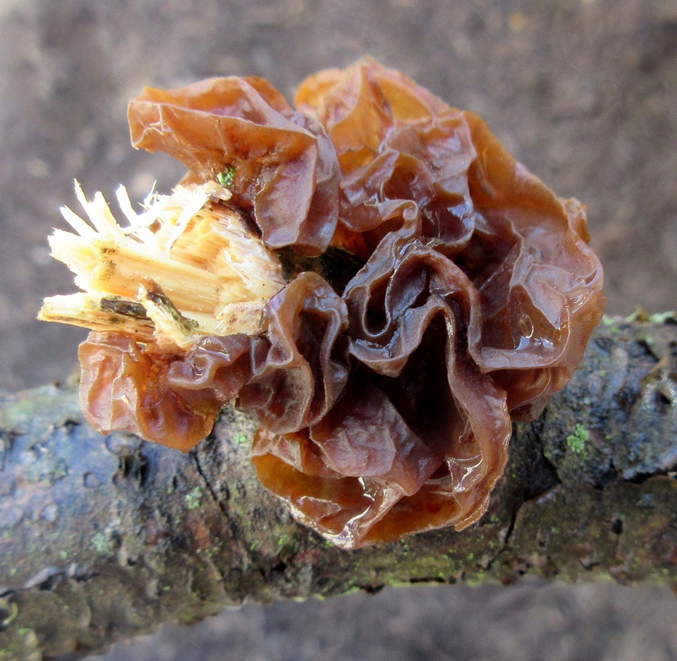 Exidia crenata image