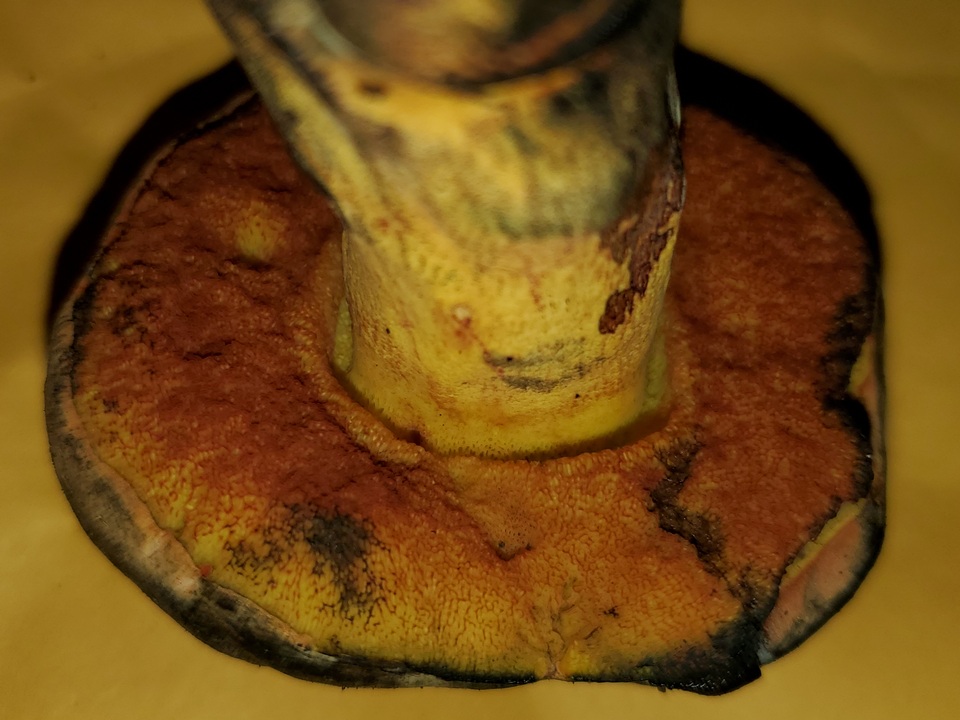 Suillellus hypocarycinus image