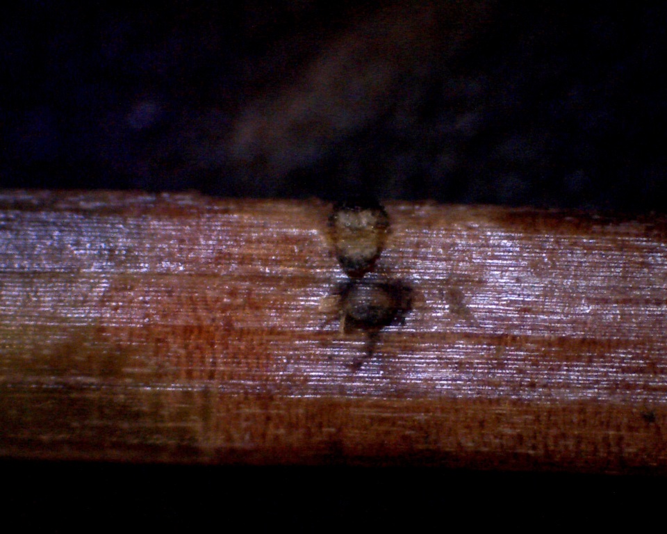 Mycosphaerella pini image