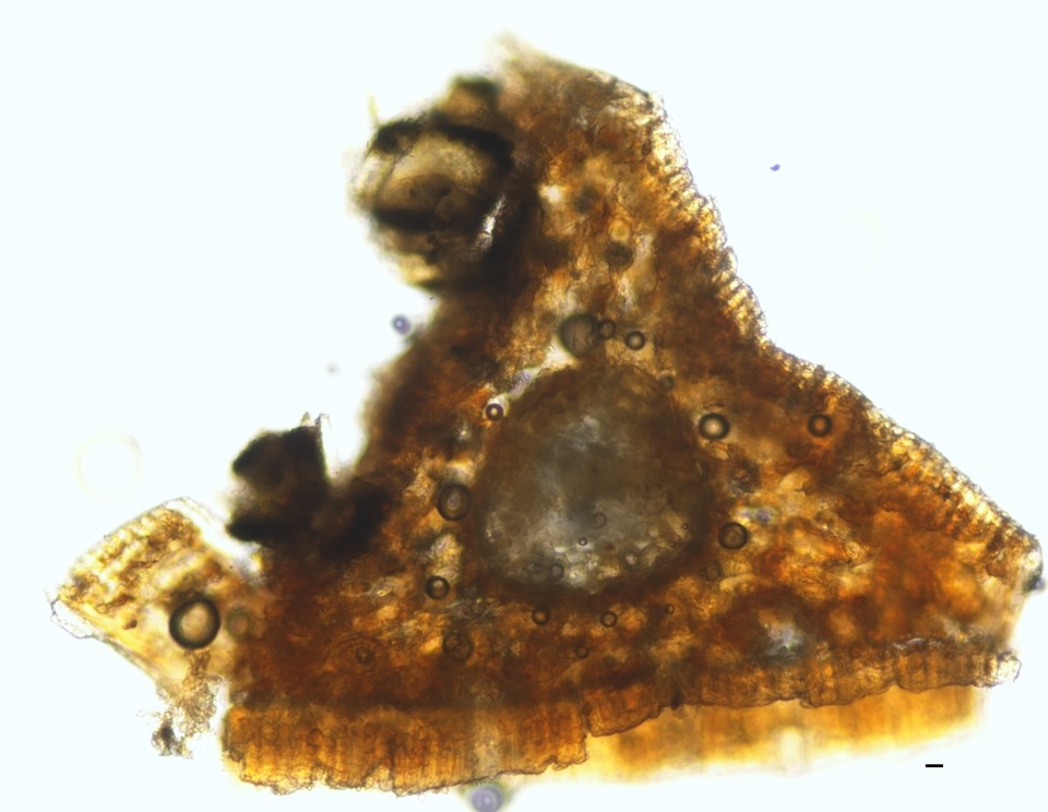 Mycosphaerella pini image