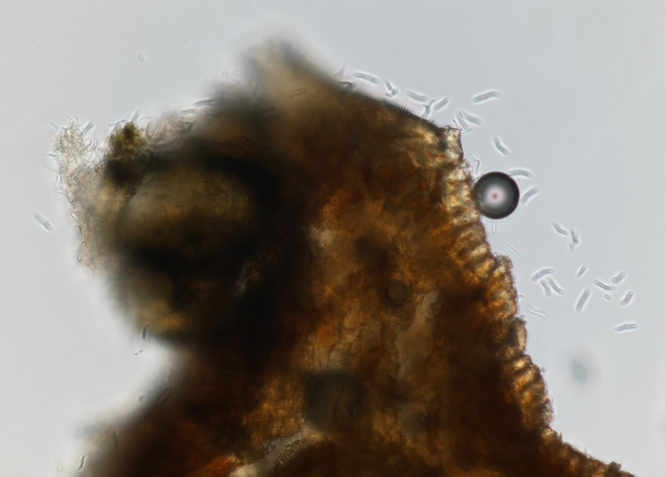Mycosphaerella pini image