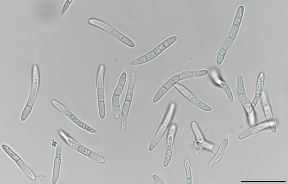 Mycosphaerella pini image