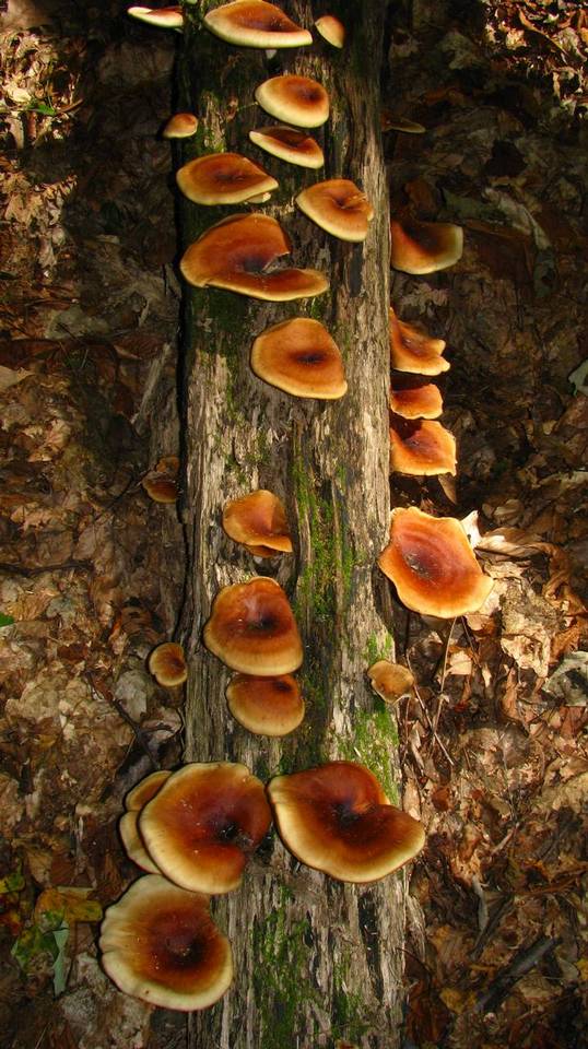 Royoporus badius image