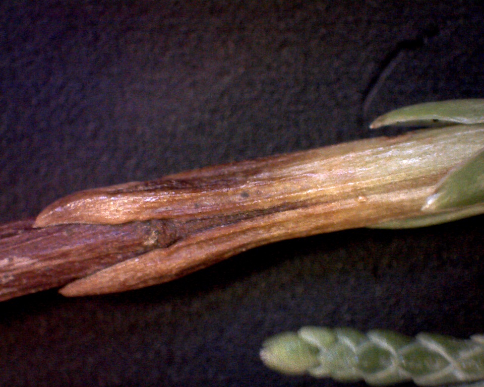 Kabatina juniperi image