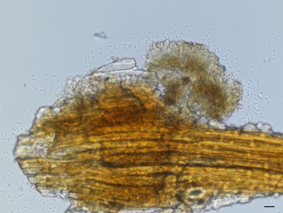 Kabatina juniperi image