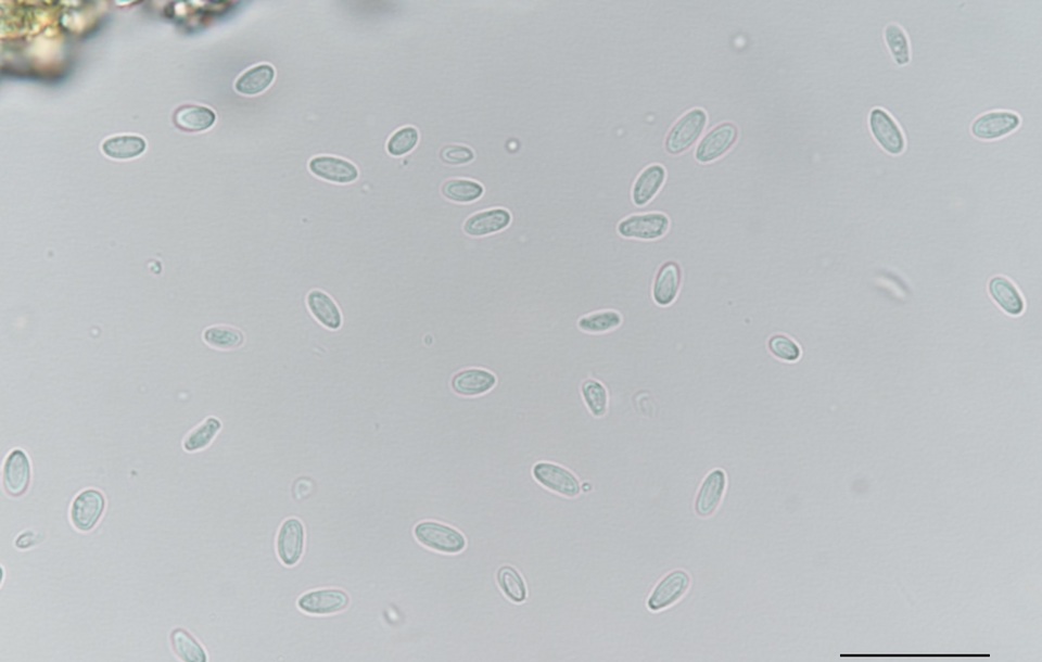 Kabatina juniperi image
