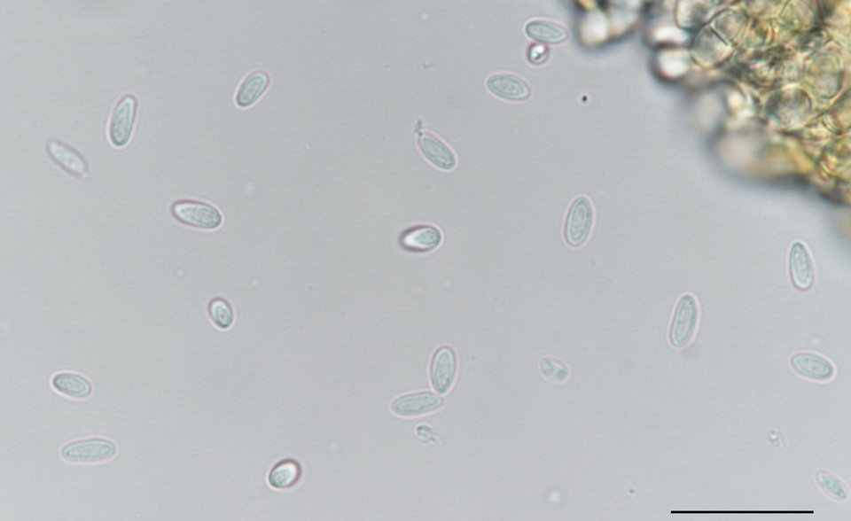 Kabatina juniperi image