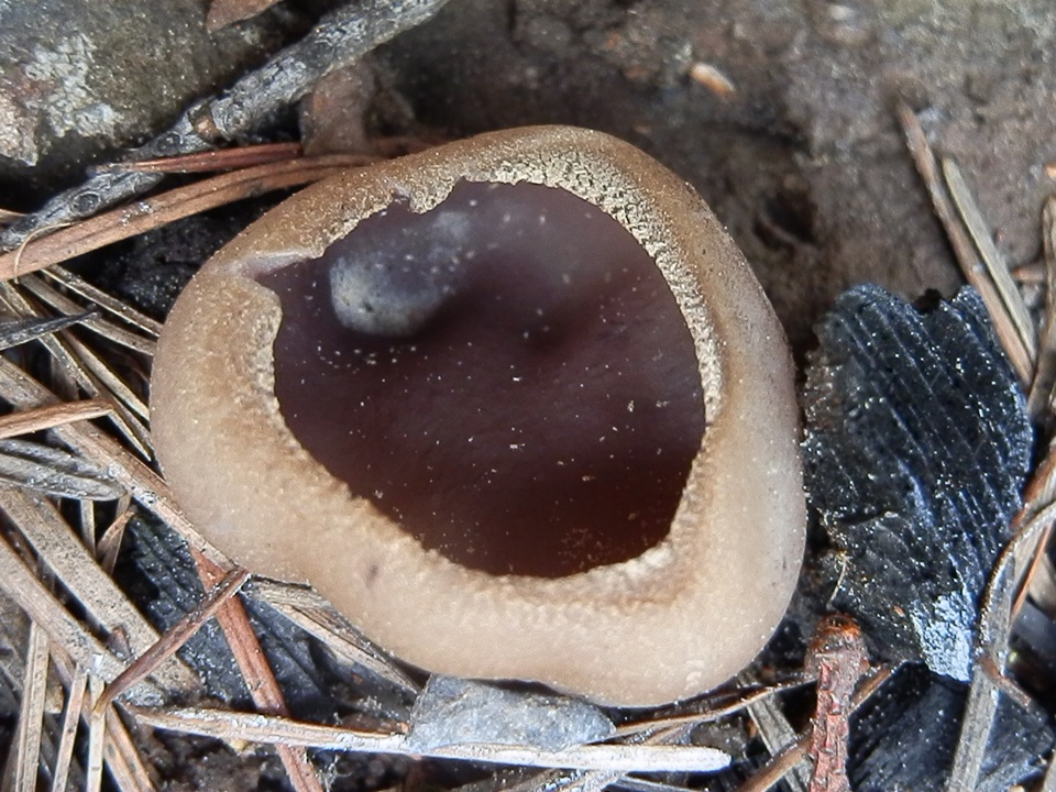 Geoscypha violacea image