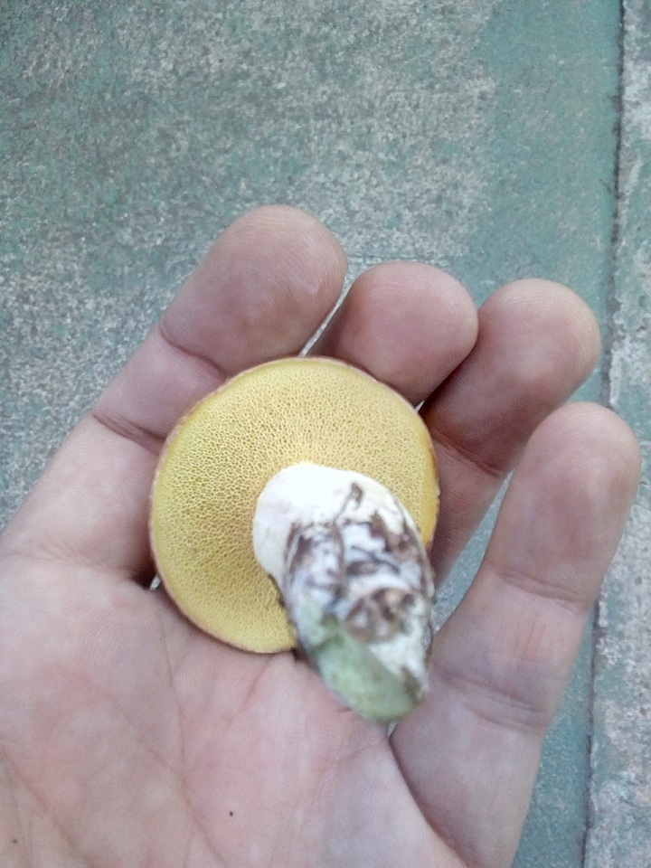 Suillus collinitus image