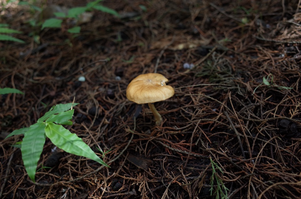 Zhuliangomyces image