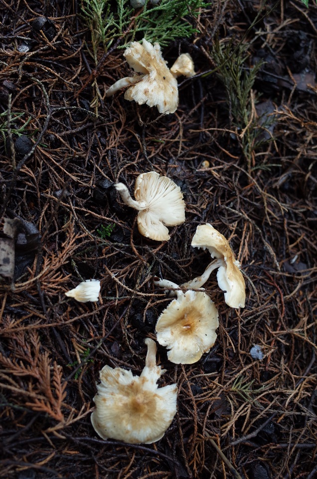 Zhuliangomyces image