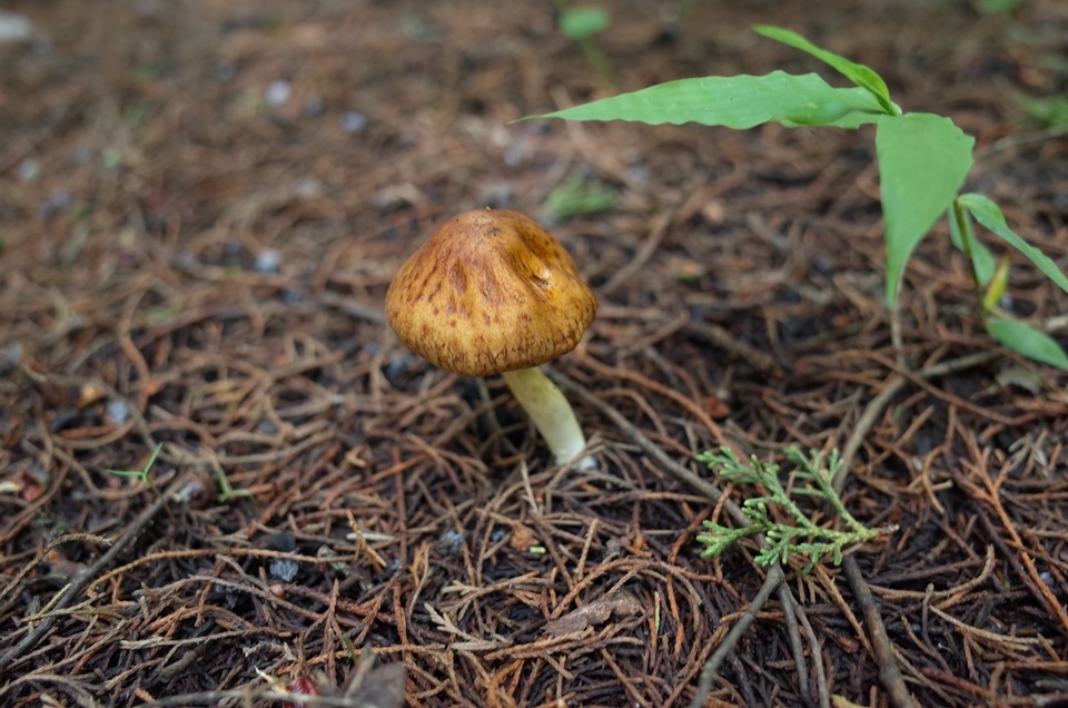 Zhuliangomyces ochraceoluteus image