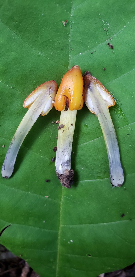 Hygrocybe persistens image