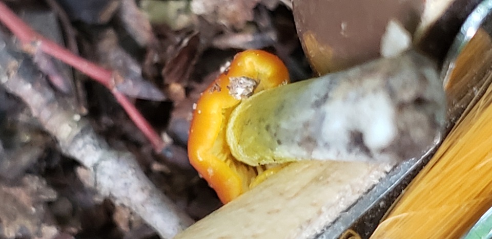 Hygrocybe persistens image