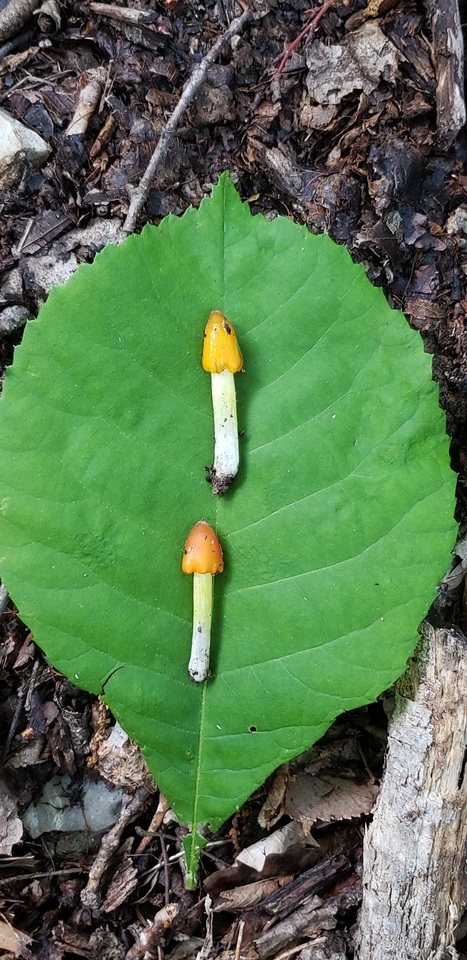 Hygrocybe persistens image