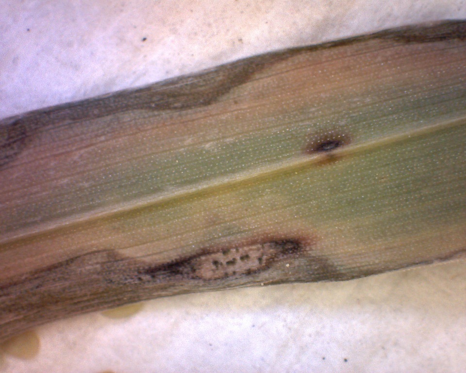 Graminopassalora graminis image