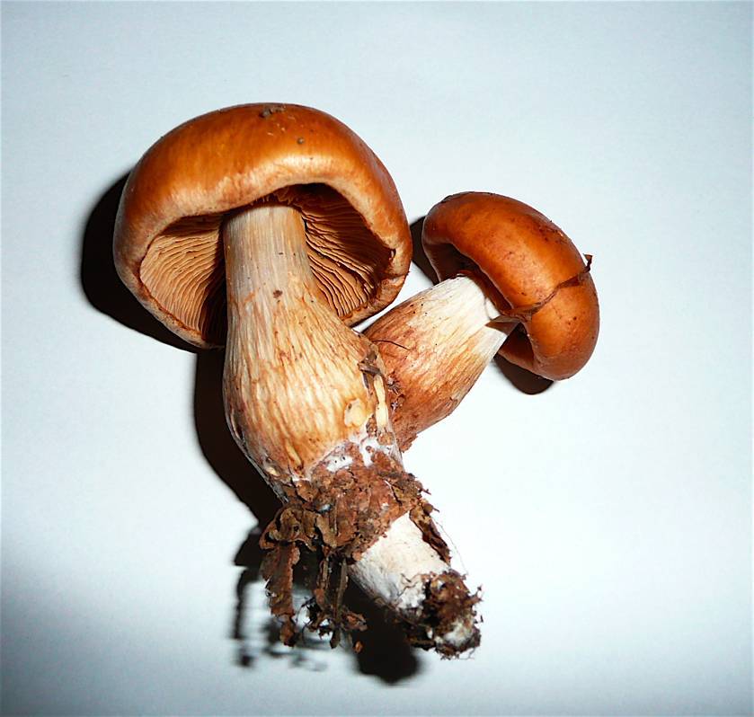 Cortinarius balaustinus image