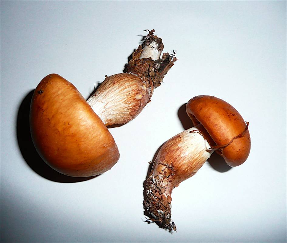 Cortinarius balaustinus image
