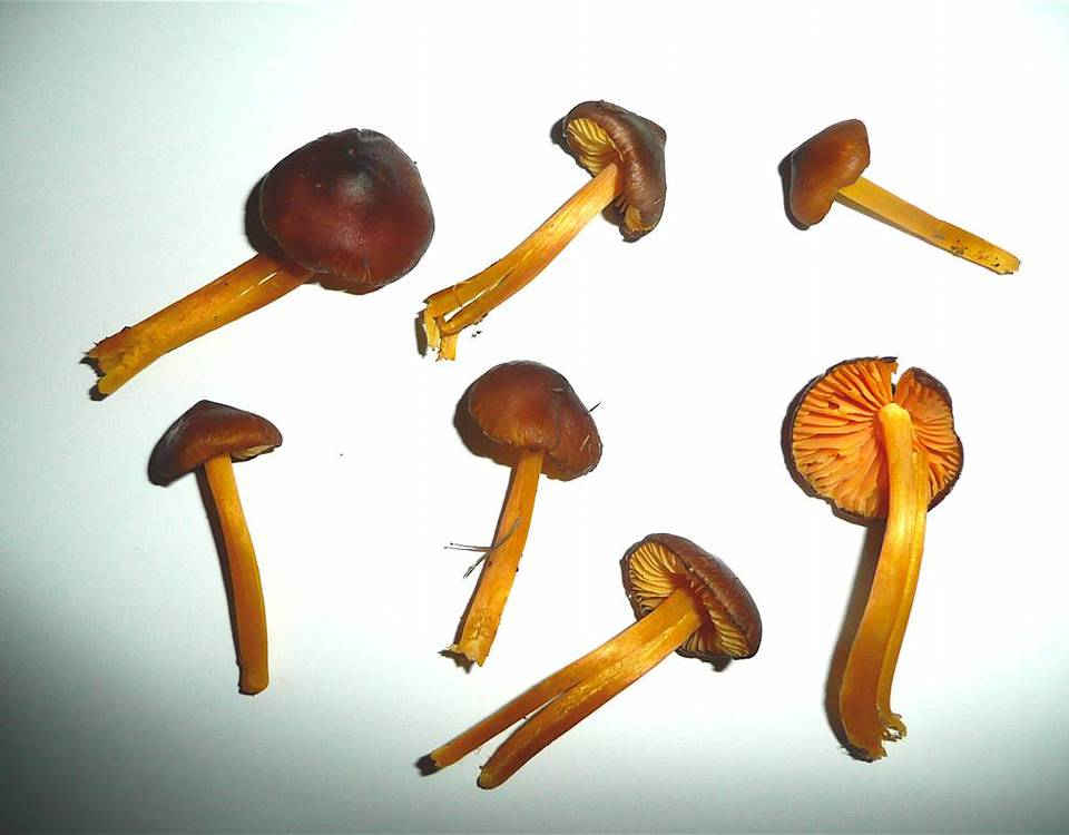 Hygrocybe spadicea image