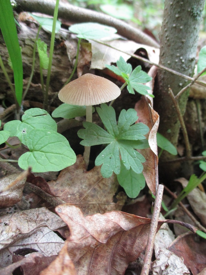 Psathyrella pseudovernalis image