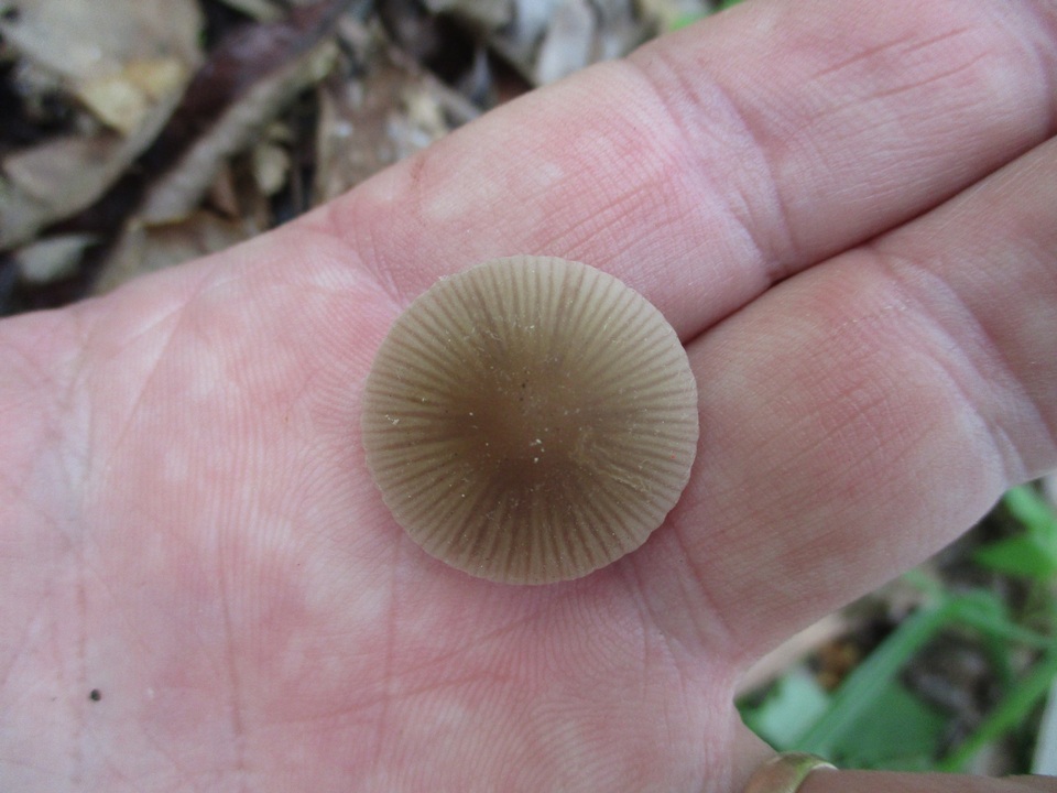 Psathyrella pseudovernalis image