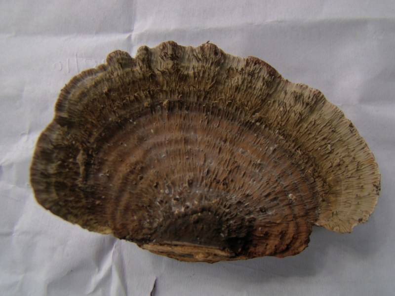 Hexagonia apiaria image