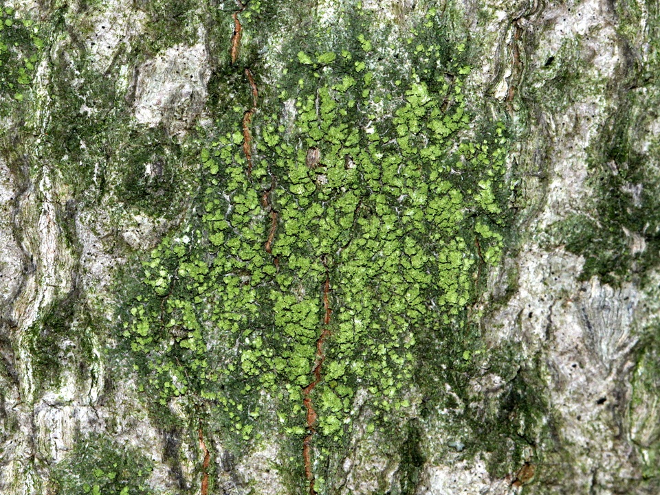 Ropalospora viridis image