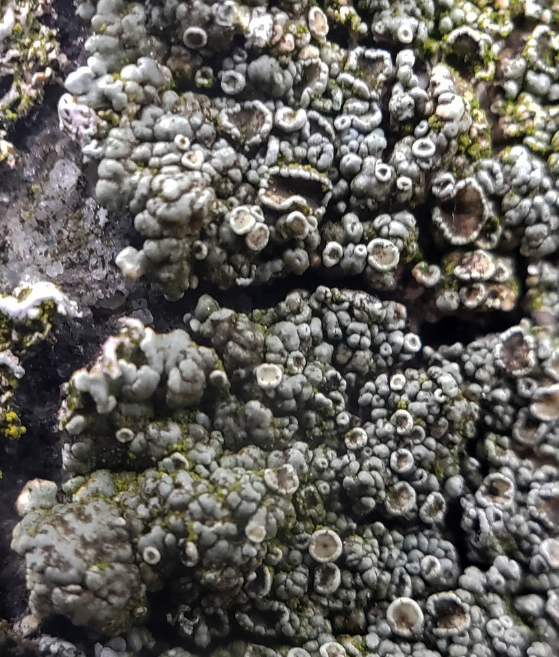 Lecanora opiniconensis image