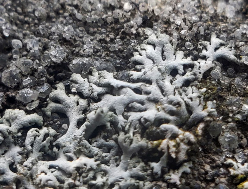 Physcia thomsoniana image
