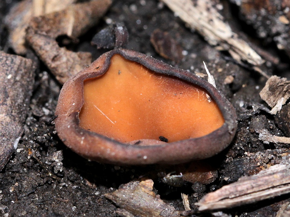 Stromatinia image
