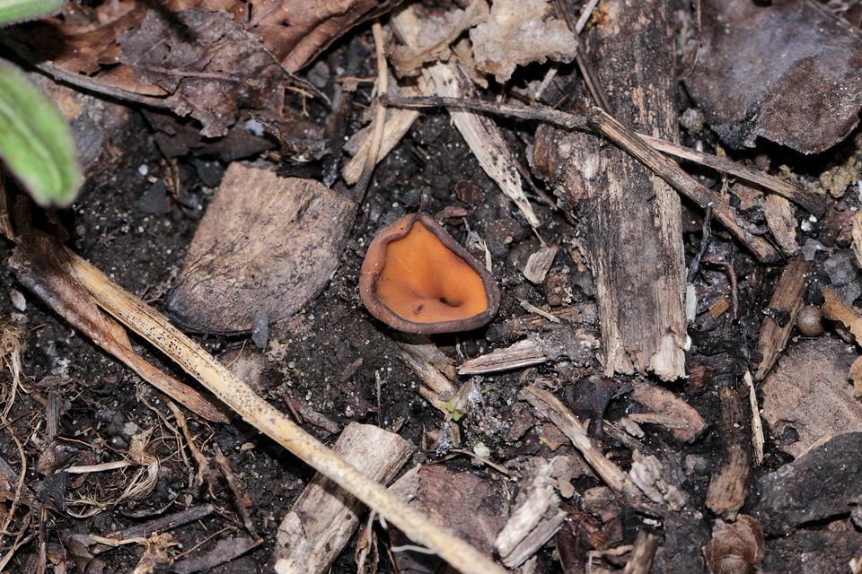 Stromatinia rapulum image