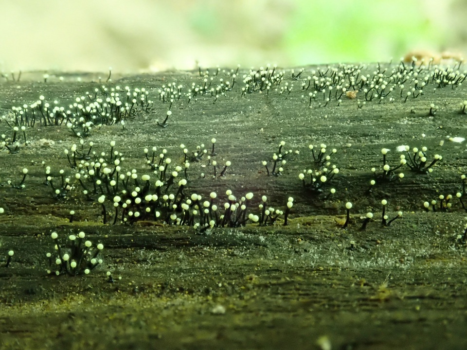 Stromatographium stromaticum image