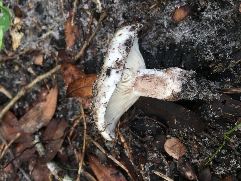 Russula michiganensis image