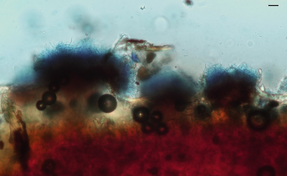 Pseudocercospora kalmiae image