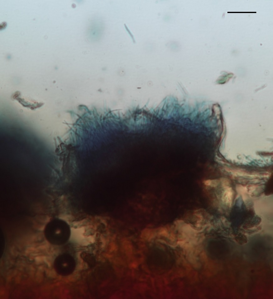 Pseudocercospora kalmiae image