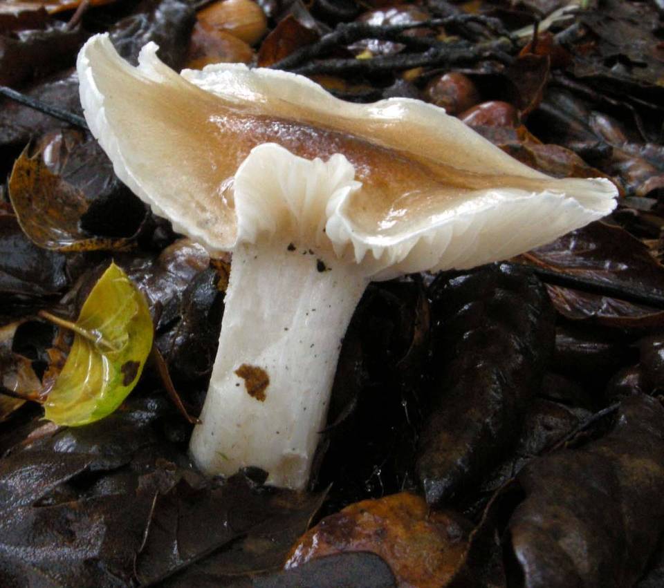 Hygrocybe brunnea image