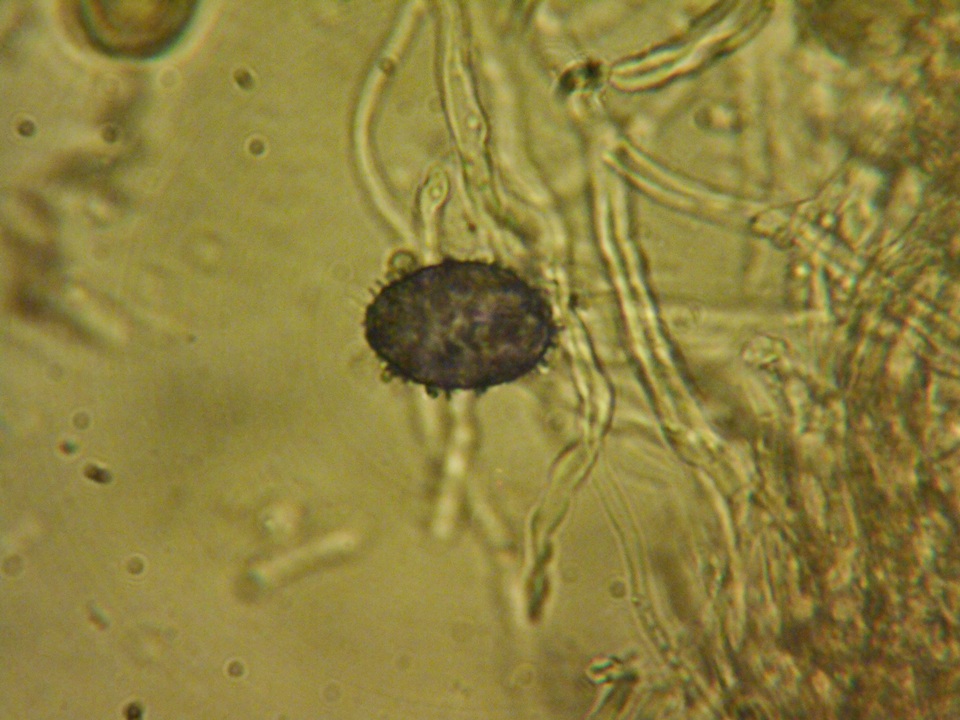 Aleurodiscus grantii image