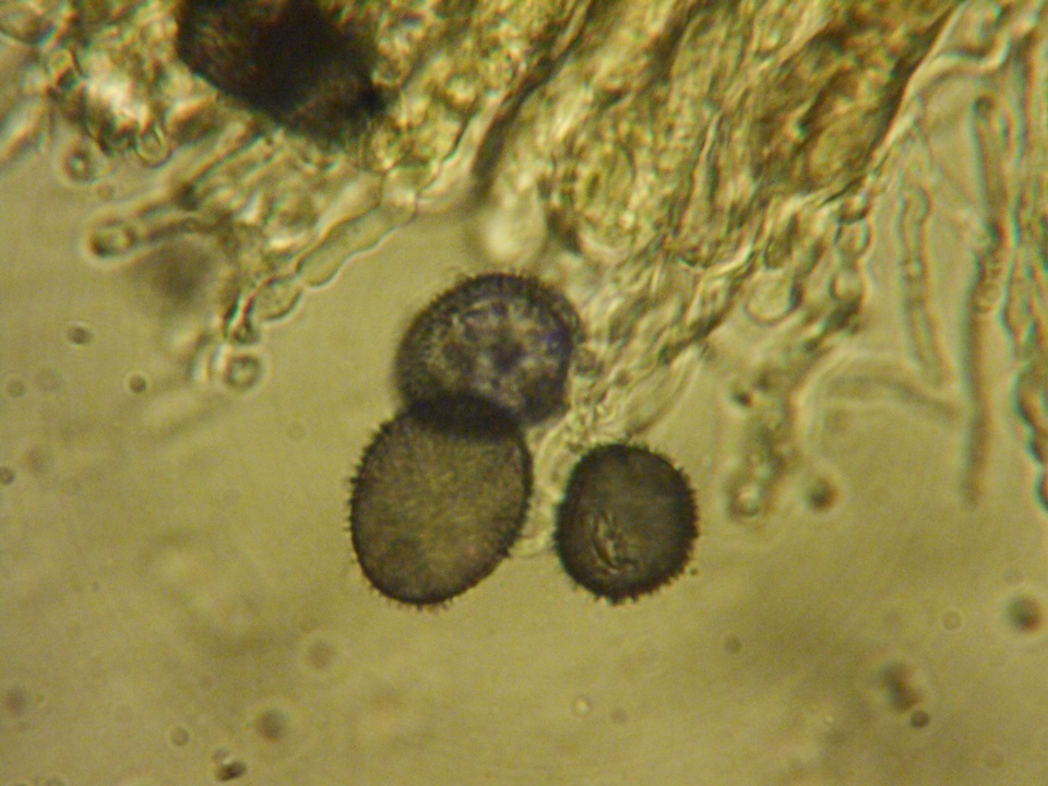 Aleurodiscus grantii image