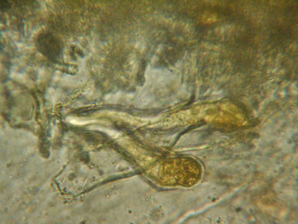 Aleurodiscus grantii image