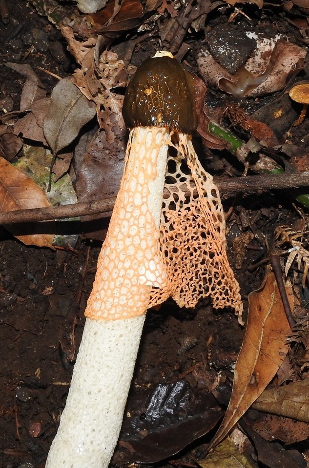 Phallus cinnabarinus image
