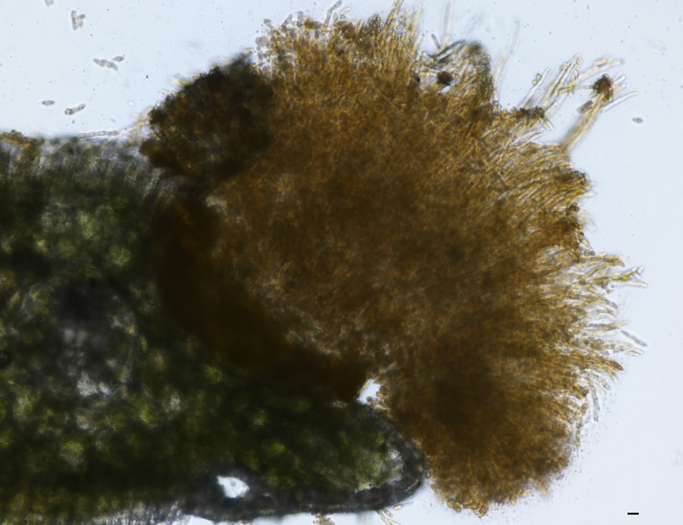 Chrysomyxa weirii image