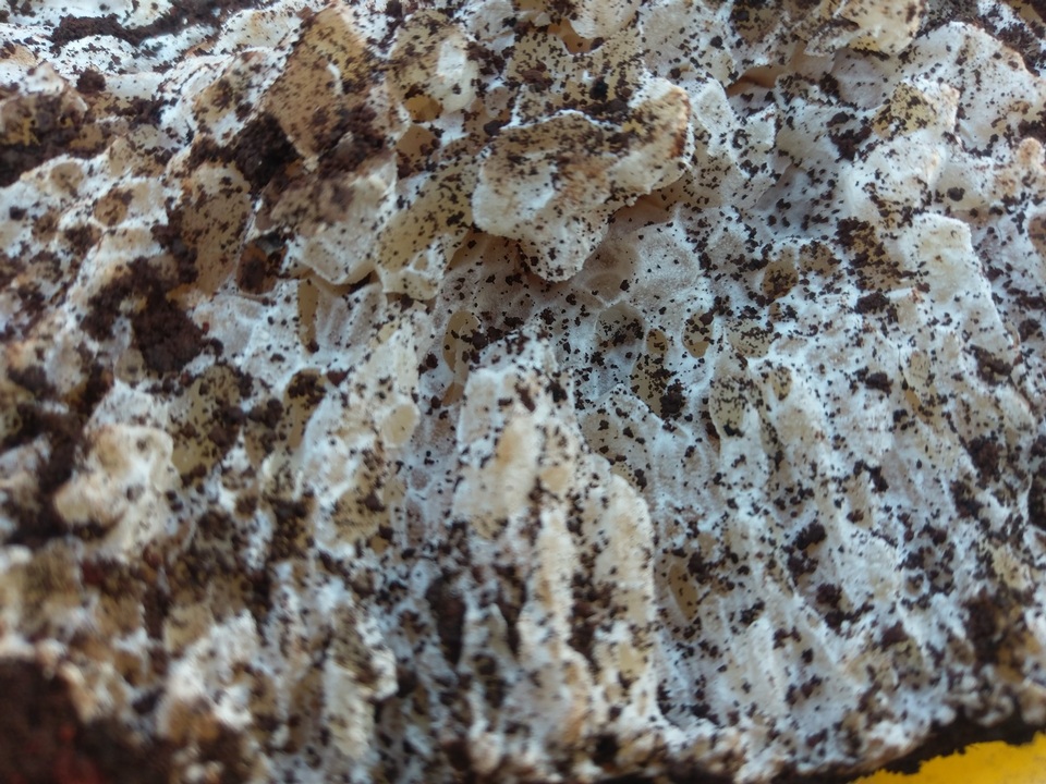 Laccocephalum image