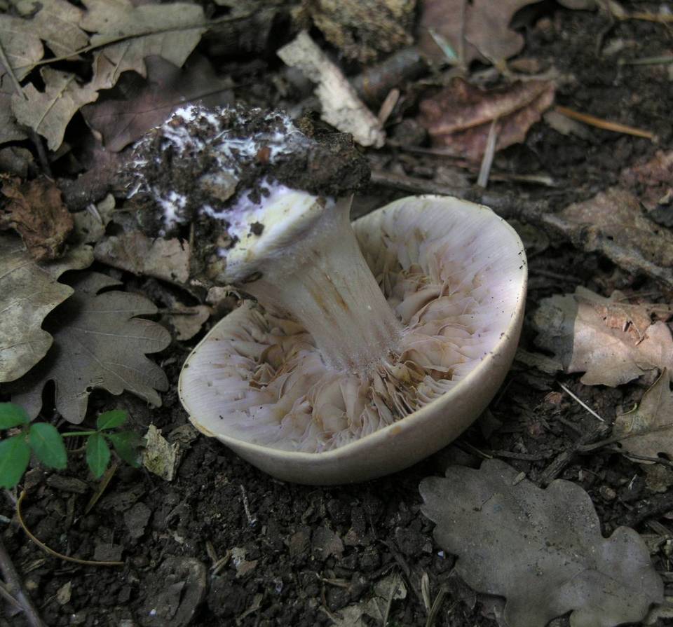 Cortinarius arcuatorum image