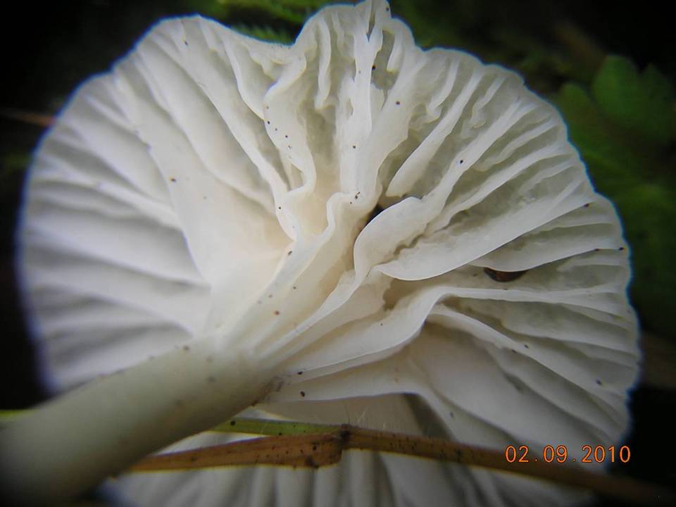 Camarophyllus virgineus image