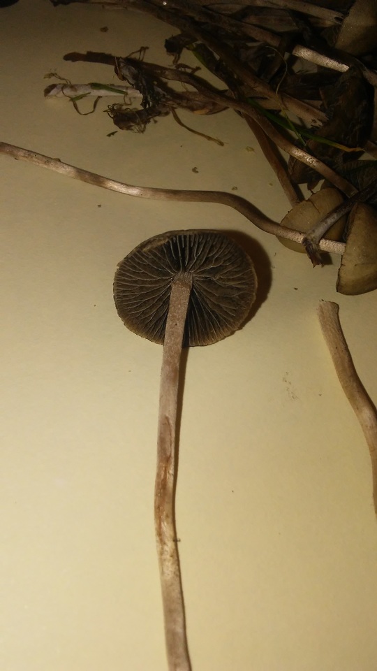 Panaeolus fimicola image