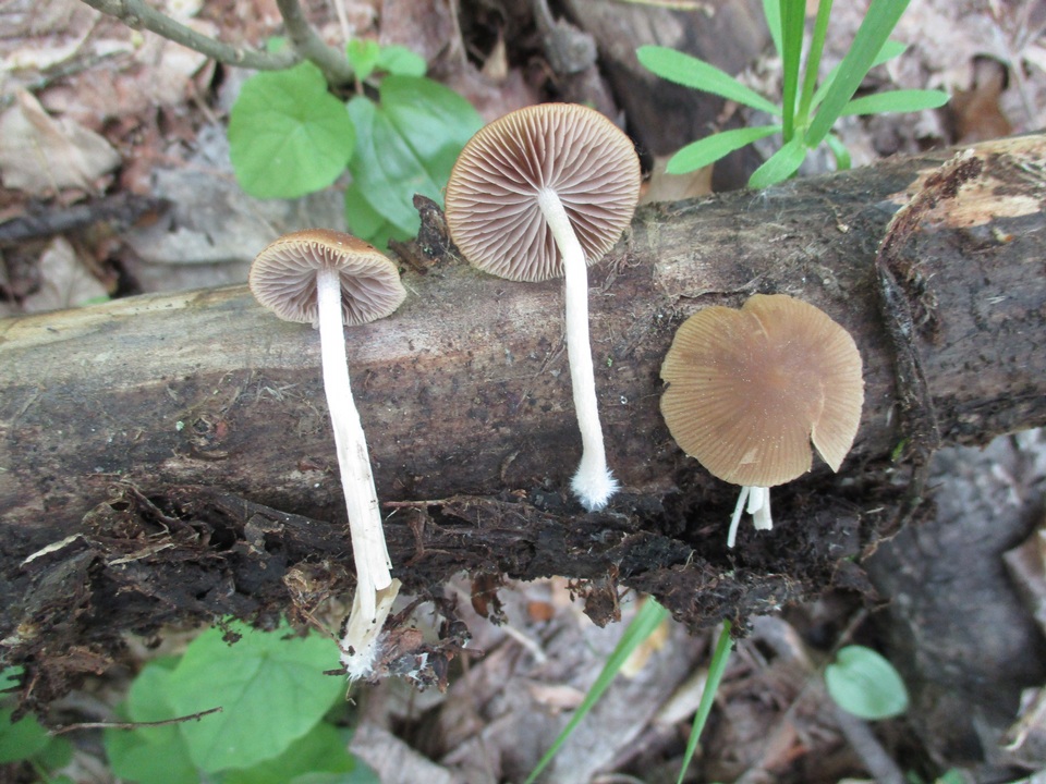 Psathyrella pseudovernalis image